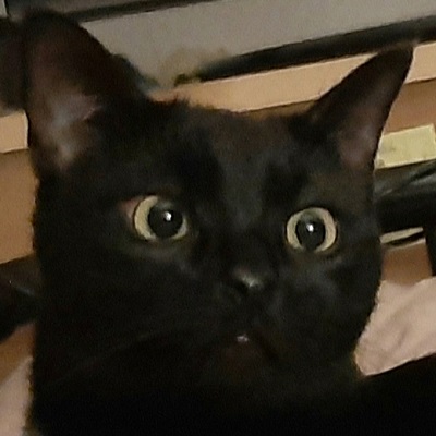 a close up of a black cat