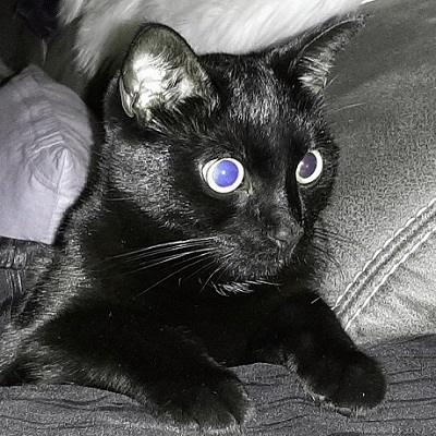 a close up of a black cat