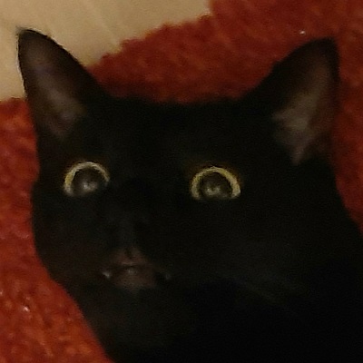 a close up of a black cat